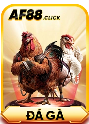 đá gà af88