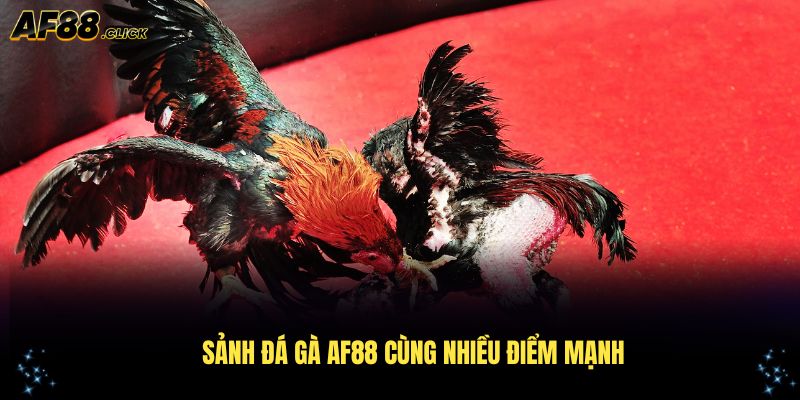 Khám phá sảnh đá gà AF88 cùng nhiều điểm mạnh đặc biệt